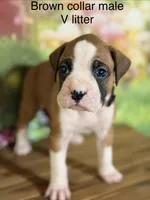Brown collar , a male Boxer for sale in Saint Augustine, FL – 3 of 4