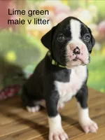 Lime green collar , a male Boxer for sale in Saint Augustine, FL – 3 of 4