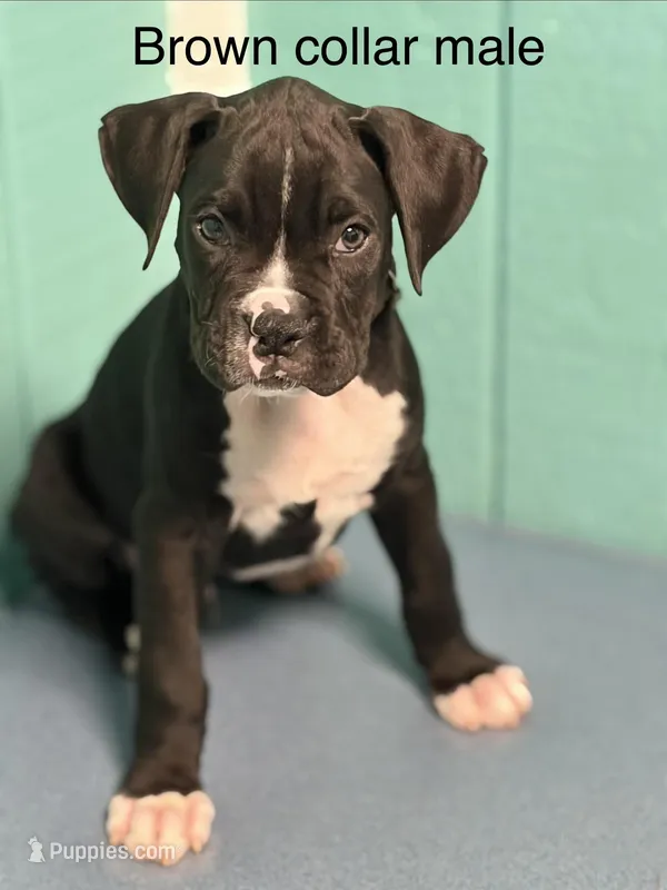 Brown collar , a male Boxer for sale in Saint Augustine, FL – Photo 1 of 3