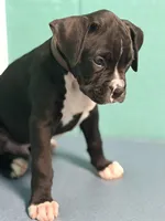 Brown collar , a male Boxer for sale in Saint Augustine, FL – Photo 2 of 3