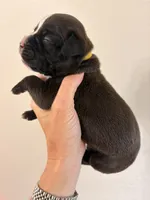 Yellow collar sealed , a female Boxer for sale in Saint Augustine, FL – 3 of 5