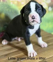 Lime green collar , a male Boxer for sale in Saint Augustine, FL – 1 of 4