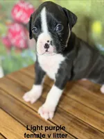 Light purple , a female Boxer for sale in Saint Augustine, FL – 4 of 5
