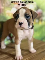 Brown collar , a male Boxer for sale in Saint Augustine, FL – 4 of 4