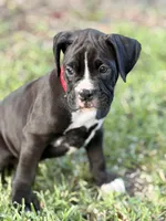 Red collar , a male Boxer for sale in Saint Augustine, FL – Photo 2 of 6