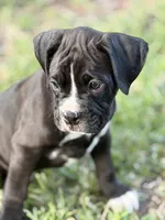 Red collar , a male Boxer for sale in Saint Augustine, FL – Photo 4 of 6