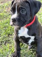 Red collar , a male Boxer for sale in Saint Augustine, FL – Photo 5 of 6