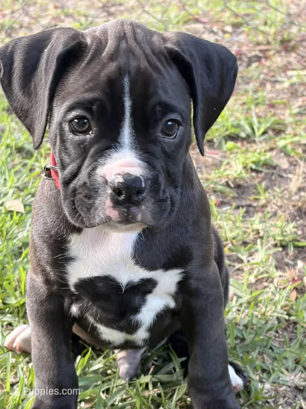 Red collar  – Boxer puppy for sale in Saint Augustine, FL