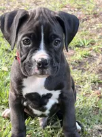 Red collar , a male Boxer for sale in Saint Augustine, FL – Photo 1 of 6