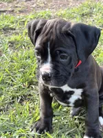 Red collar , a male Boxer for sale in Saint Augustine, FL – Photo 6 of 6