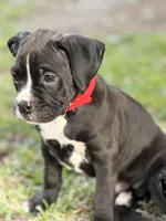 Red collar , a male Boxer for sale in Saint Augustine, FL – Photo 3 of 6