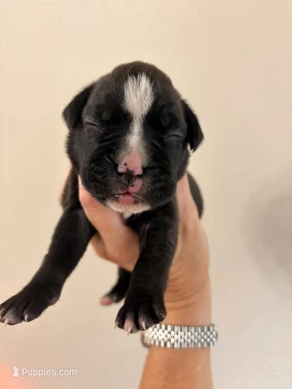 Yellow collar sealed  – Boxer puppy for sale in Saint Augustine, FL