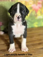 Light purple , a female Boxer for sale in Saint Augustine, FL – 2 of 5