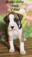 Brown collar , a male Boxer for sale in Saint Augustine, FL – 2 of 4
