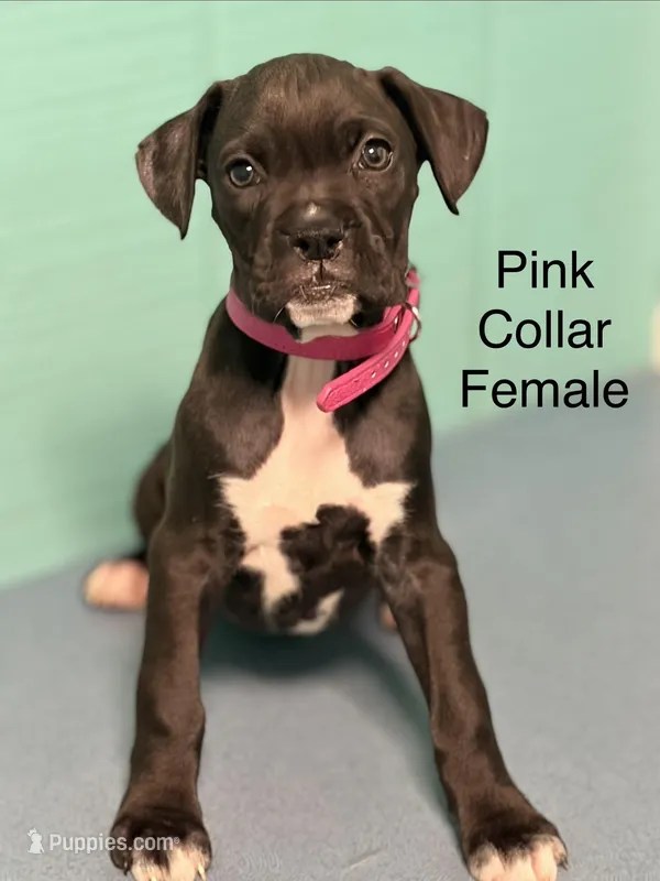 Pink collar, a female Boxer for sale in Saint Augustine, FL – Photo 1 of 1