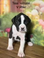 Teal collar , a female Boxer for sale in Saint Augustine, FL – 3 of 3