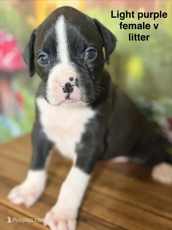 Light purple  – Boxer puppy for sale in Saint Augustine, FL