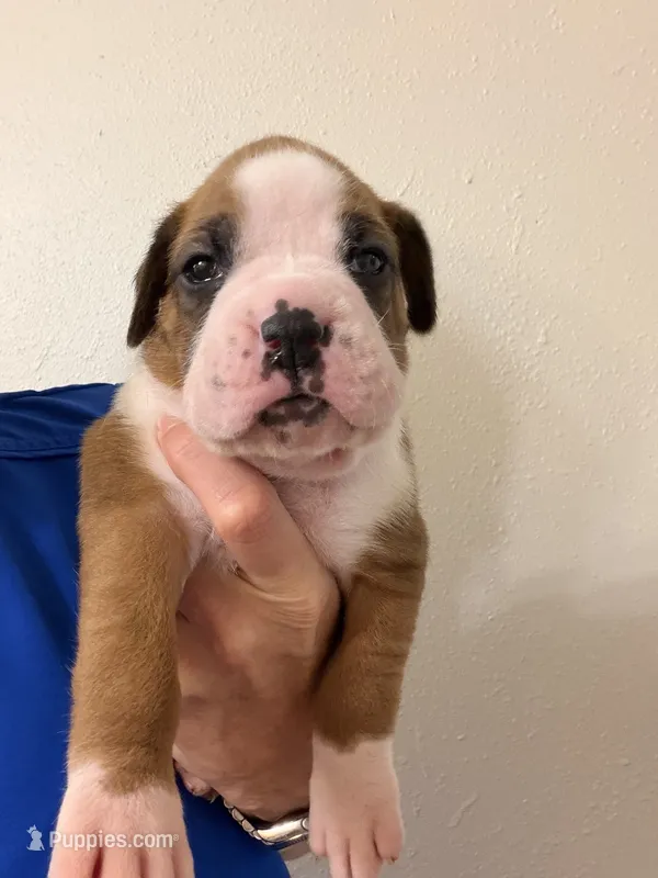 Fawn purple collar – Boxer puppy for sale in Saint Augustine, FL