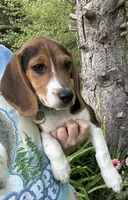 Daisy, a female Beagle for sale in Knightstown, IN – 1 of 2