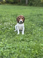 Dessy , a male Beagle for sale in Knightstown, IN – 2 of 4