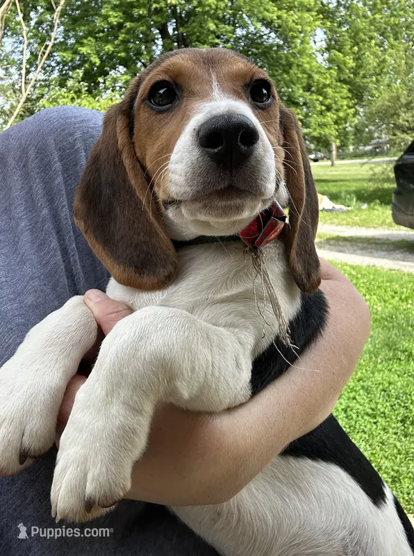 Dessy  – Beagle puppy for sale in Knightstown, IN
