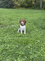 Dessy , a male Beagle for sale in Knightstown, IN – 4 of 4