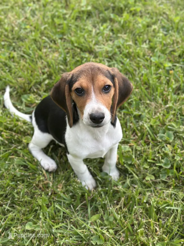 Dessy  – Beagle puppy for sale in Knightstown, IN