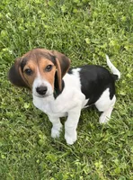 Dessy , a male Beagle for sale in Knightstown, IN – 3 of 4