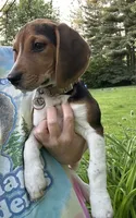 Daisy, a female Beagle for sale in Knightstown, IN – 2 of 2