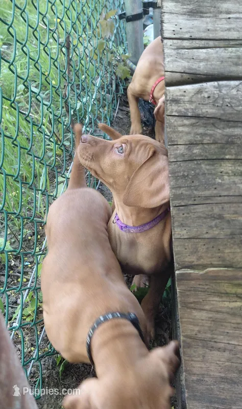 Purple Collar – Vizsla puppy for sale in Fall River, MA