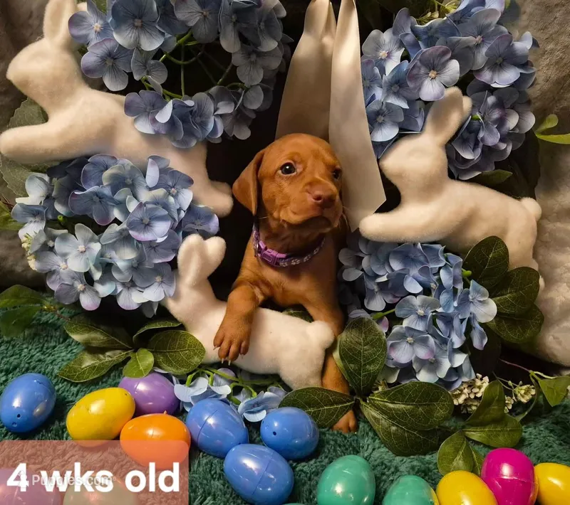 Purple Collar – Vizsla puppy for sale in Fall River, MA