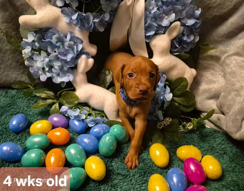Blue Collar – Vizsla puppy on hold in Fall River, MA