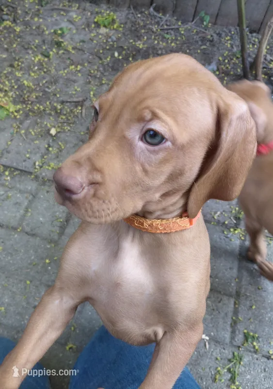 Orange Collar – Vizsla puppy for sale in Fall River, MA