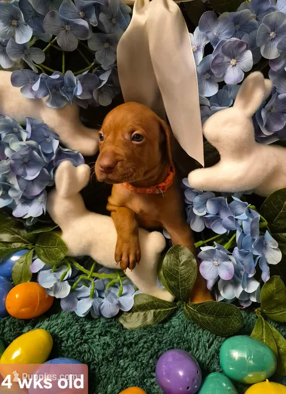 Orange Collar – Vizsla puppy for sale in Fall River, MA