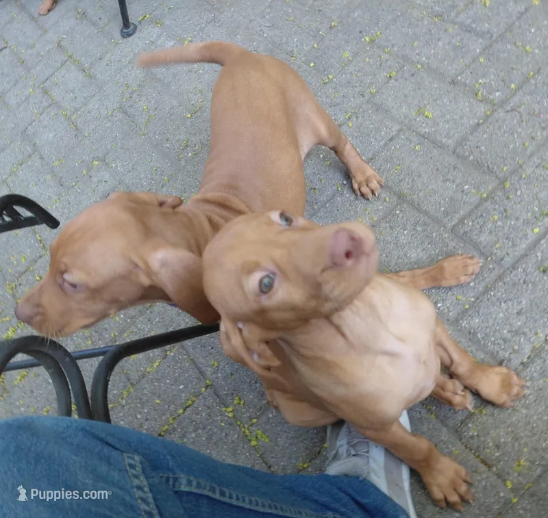 Pink Collar – Vizsla puppy for sale in Fall River, MA