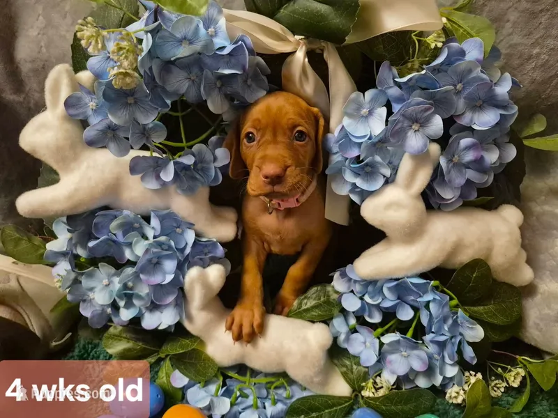Pink Collar – Vizsla puppy for sale in Fall River, MA