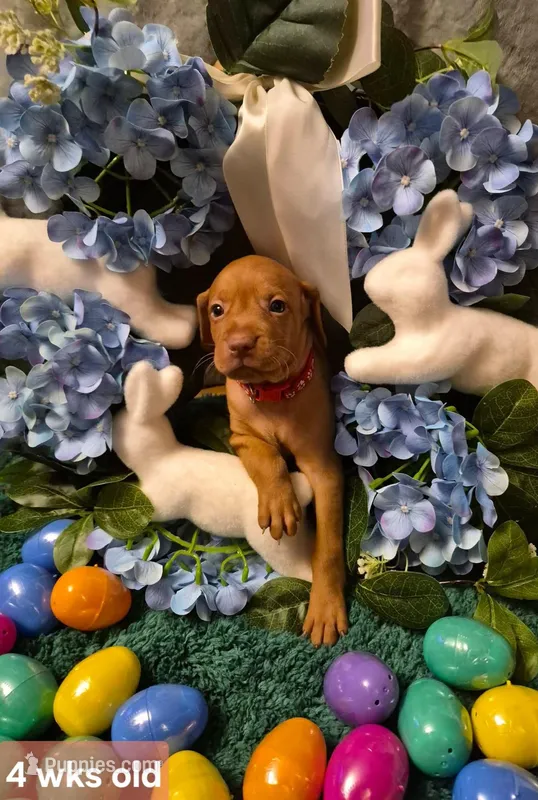 Red Collar – Vizsla puppy for sale in Fall River, MA