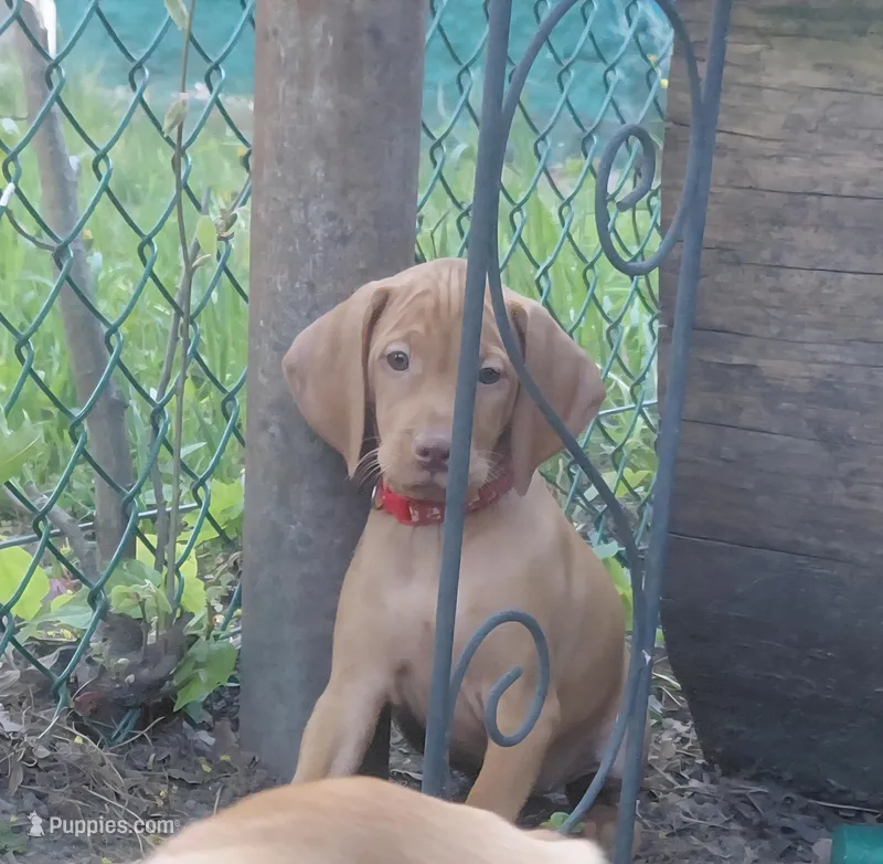 Red Collar – Vizsla puppy for sale in Fall River, MA