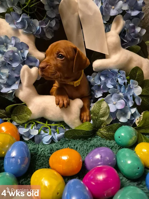 Yellow Collar – Vizsla puppy for sale in Fall River, MA