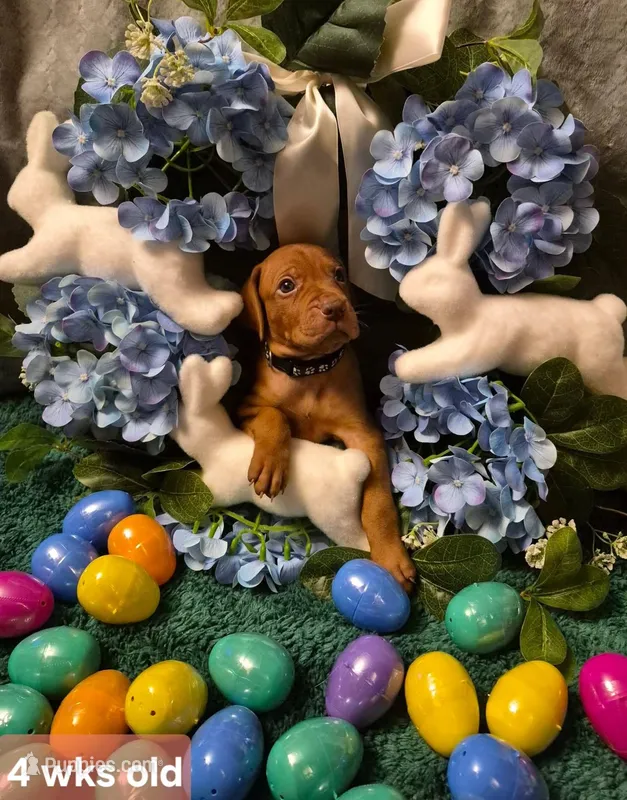 Black Collar – Vizsla puppy for sale in Fall River, MA