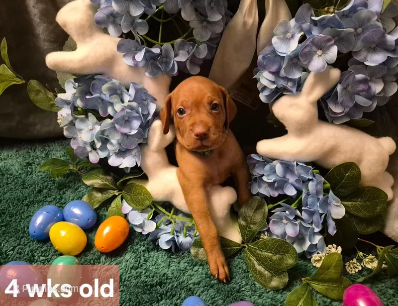 Green Collar – Vizsla puppy for sale in Fall River, MA