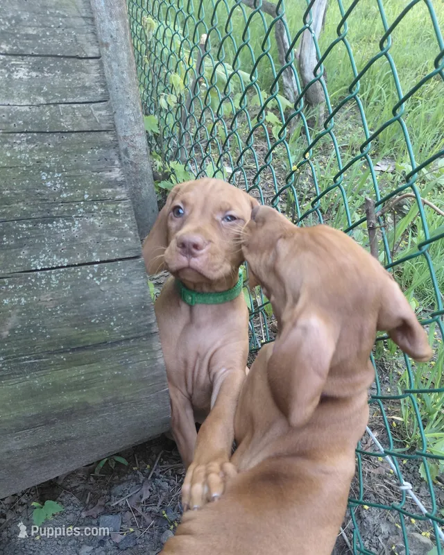 Green Collar – Vizsla puppy for sale in Fall River, MA