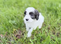 Cavapoo, a male Cavapoo for sale in Britton, MI – 8 of 9