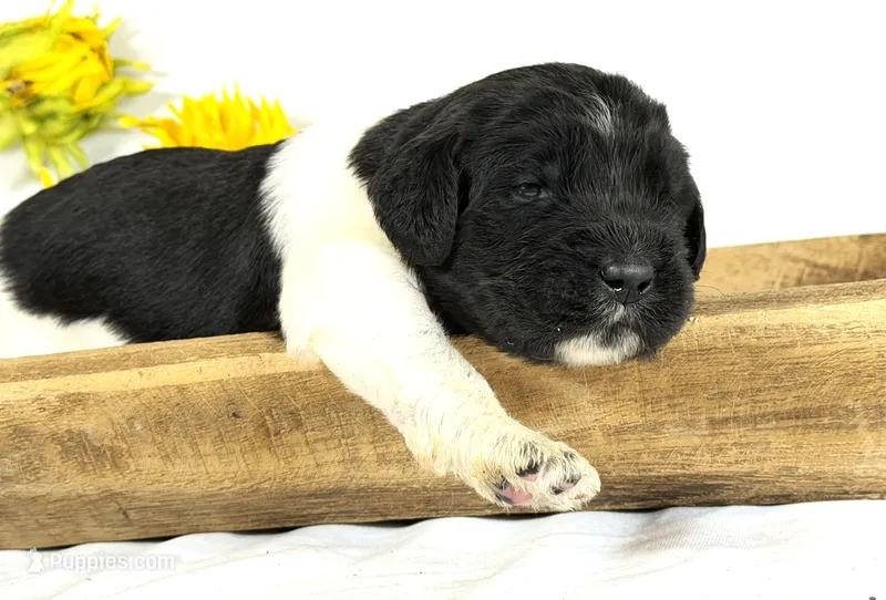 Newfypoo – Newfypoo puppy for sale in Britton, MI