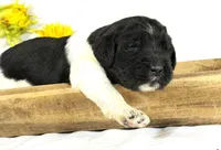 Newfypoo, a male Newfypoo for sale in Britton, MI – 2 of 3