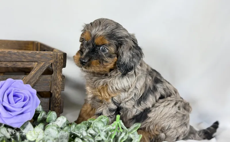 Cavapoo – Cavapoo puppy for sale in Britton, MI