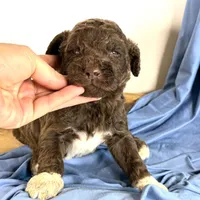 newfypoo, a male Newfypoo for sale in Britton, MI – 3 of 5