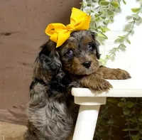 Cavapoo, a female Cavapoo for sale in Britton, MI – 3 of 3