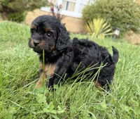 Cavapoo, a female Cavapoo for sale in Britton, MI – 2 of 6
