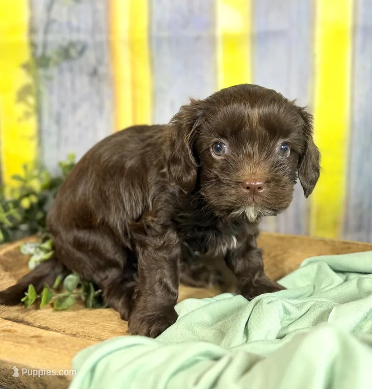 Cavapoo mix – Cavapoo puppy for sale in Britton, MI